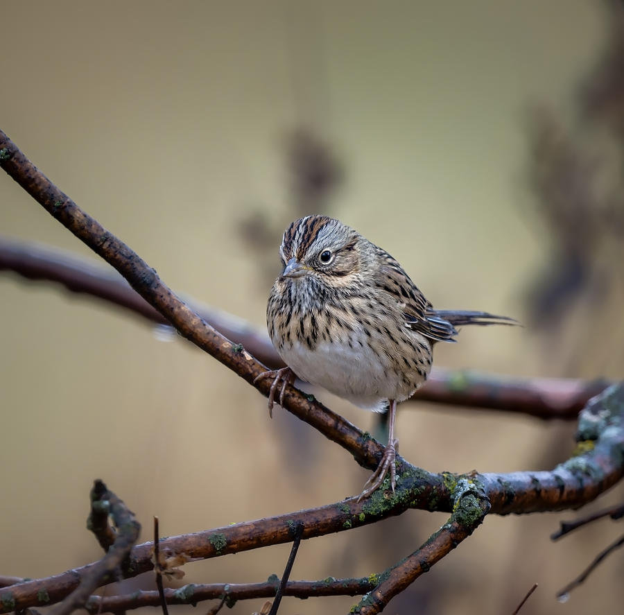 Lincoln\'s Sparrow Photograph By Steven Haddix - Fine Art America