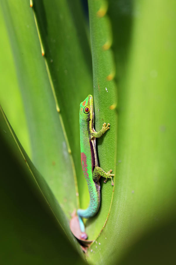 Lined Day Gecko, Phelsuma Lineata Bifasciata, Canal De Pangalanes, East Madagascar, Africa #2 Photograph by Konrad Wothe