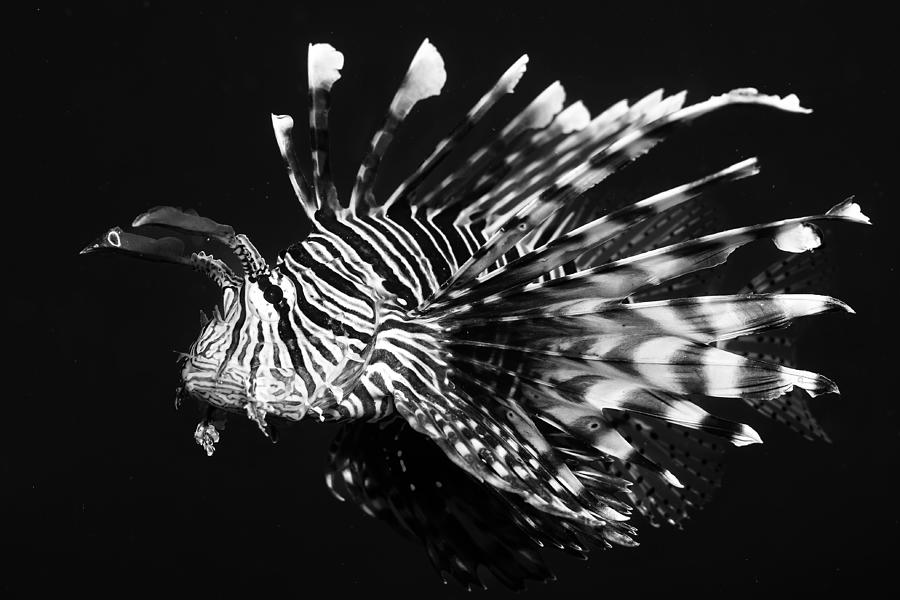 Lion Fish Photograph by Serge Melesan