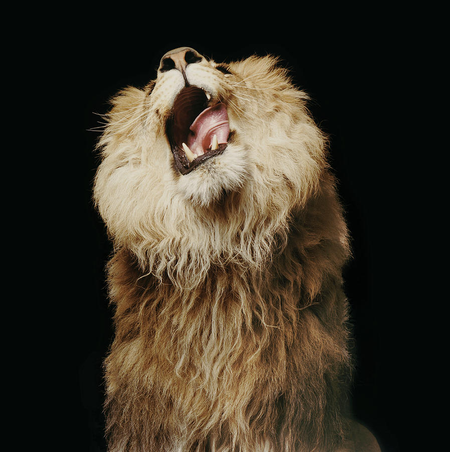 Lion Roaring #2 Photograph by Gk Hart/vicky Hart