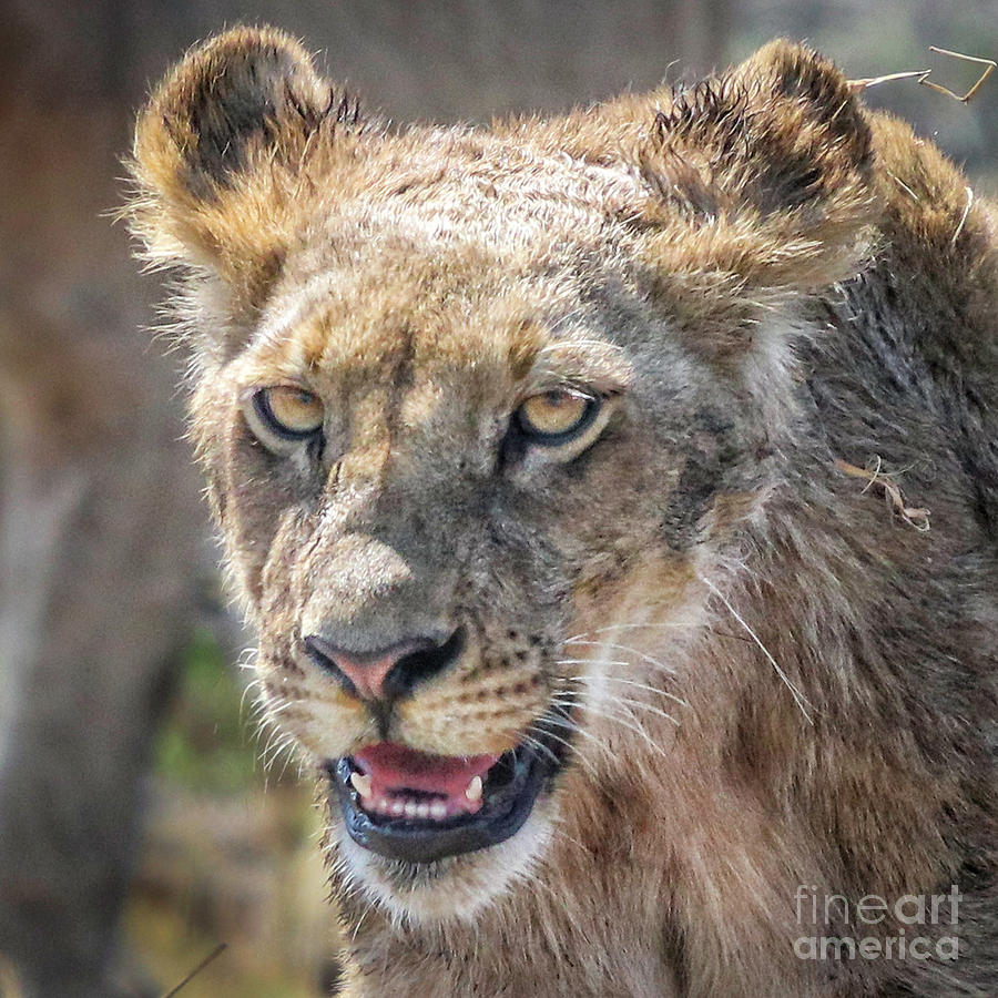 Lioness #3 Photograph by Timothy Hacker