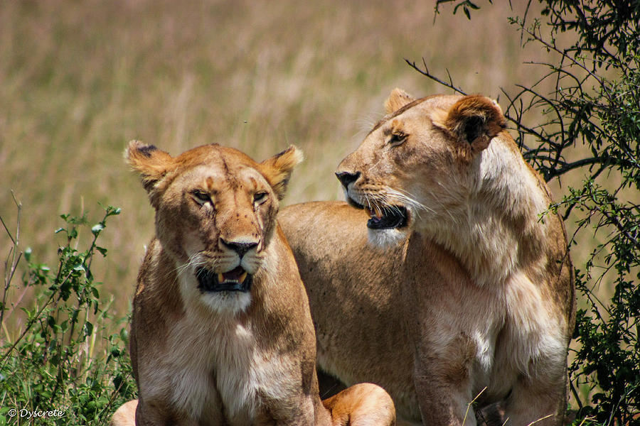 2 Lions Photograph By Dyscrete Pics - Fine Art America