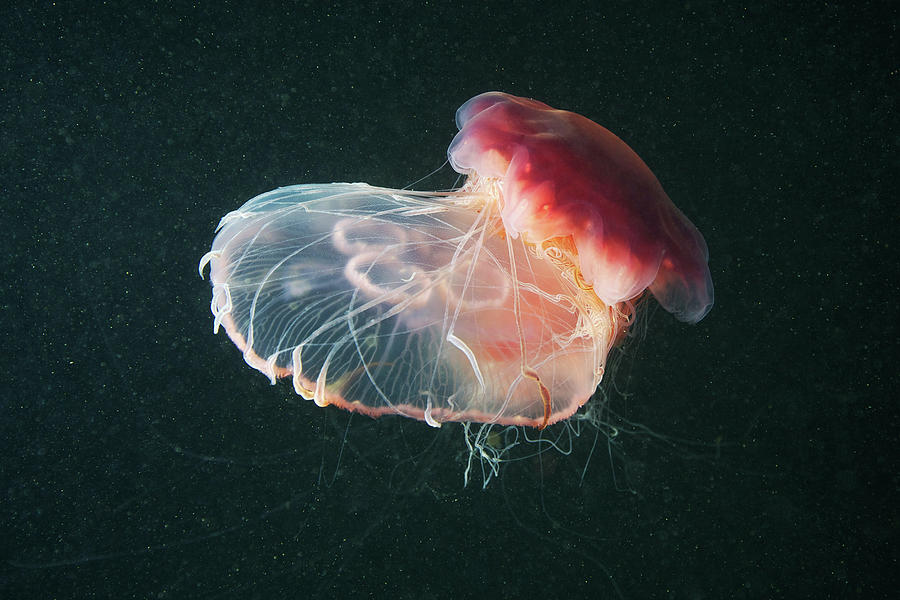 Lions Mane Jellyfish Cyanea Capillata #2 Photograph by Cultura Rf/alexander Semenov