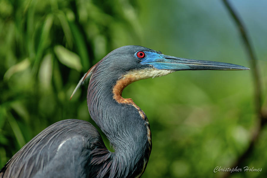 Little Blue Heron by Christopher Holmes Little Blue Heron by Christopher Holmes