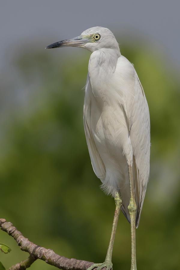 Little Blue Herons Are White (with Photograph by Caren Brinkema - Fine ...