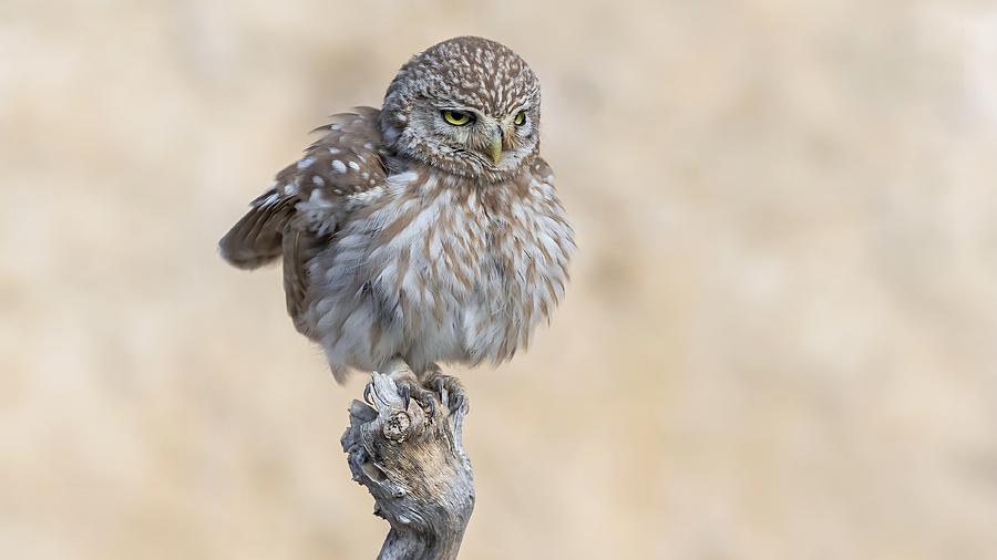 Little Owl #2 Photograph by David Manusevich