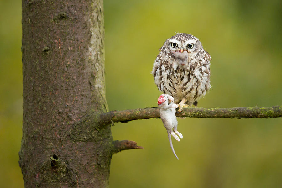 Little Owl #2 Photograph by Milan Zygmunt