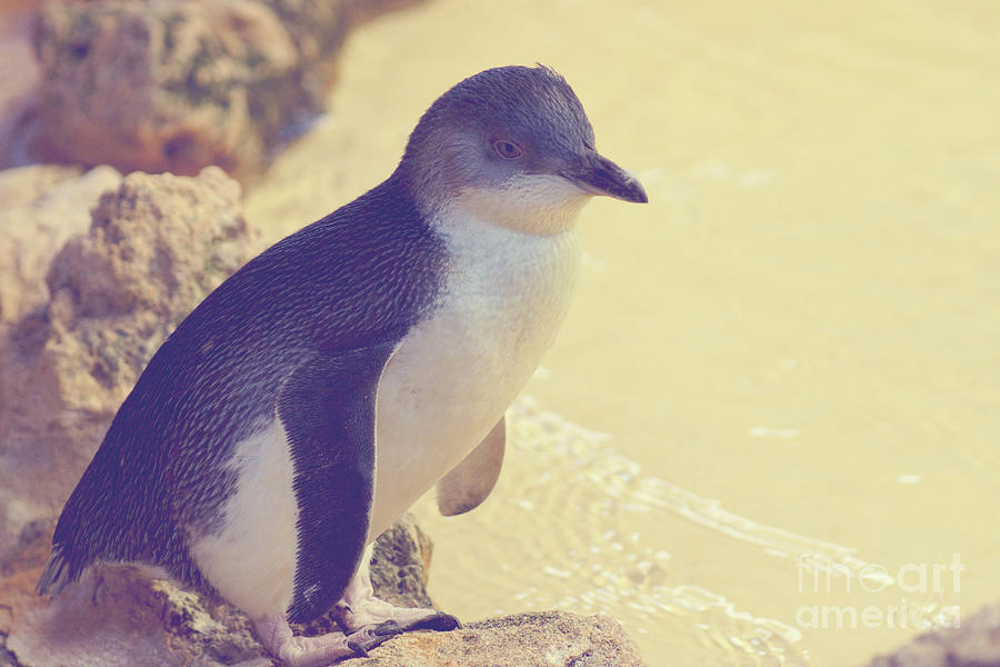 Little Penguin #2 Photograph by Cassandra Buckley