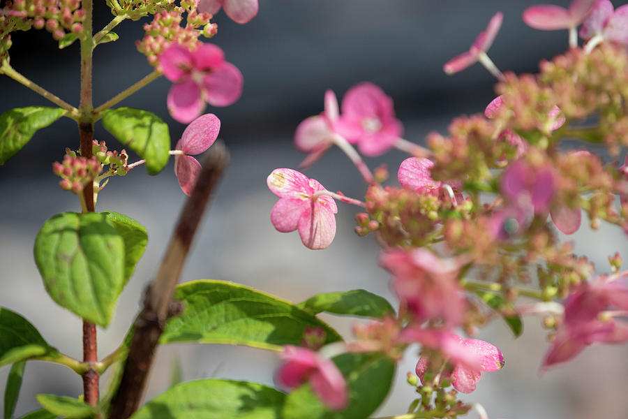 Little Pink Flowers Photograph