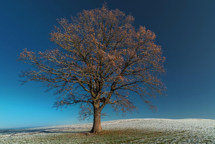 Lone Tree On A Pasture In The Winter Mood In The Blue Country. Uffing, Staffelsee, Bavaria, Germany #2 Photograph by Christoph Olesinski