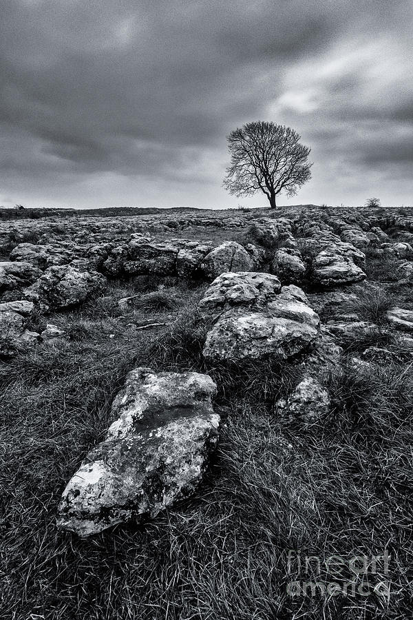 Lonely Tree In Malham Photograph