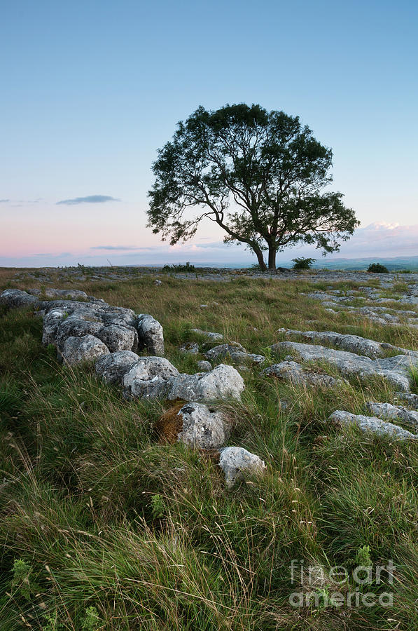 Lonely Tree On The Limestone Pavement Photograph