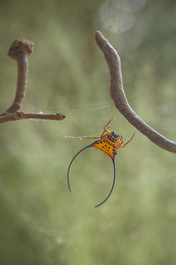 Long Horned Spider #2 Photograph by Abdul Gapur Dayak