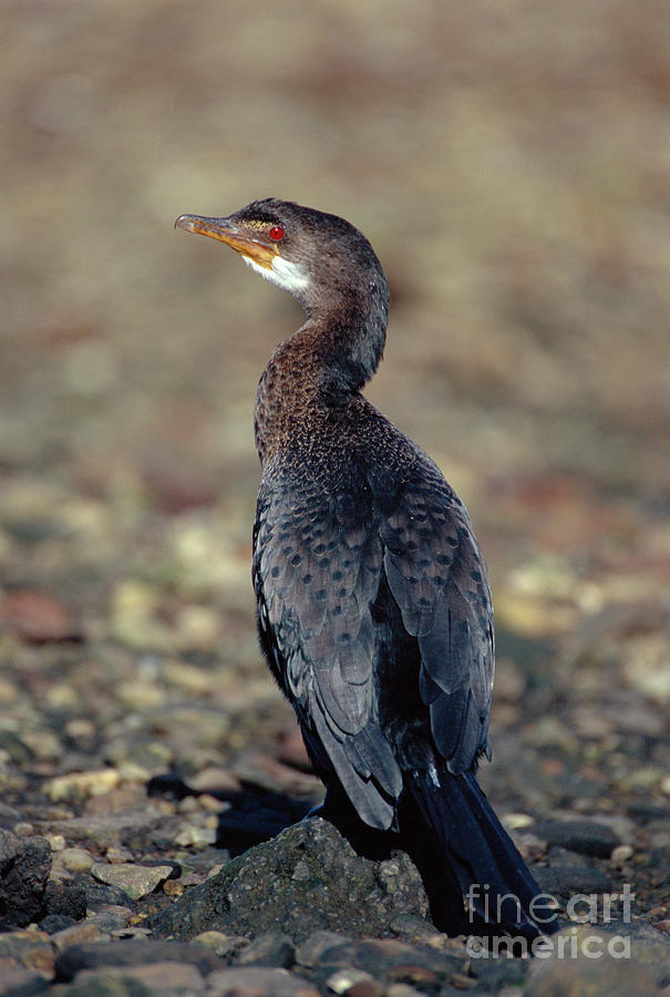 Long-tailed Cormorant #2 by Peter Chadwick/science Photo Library