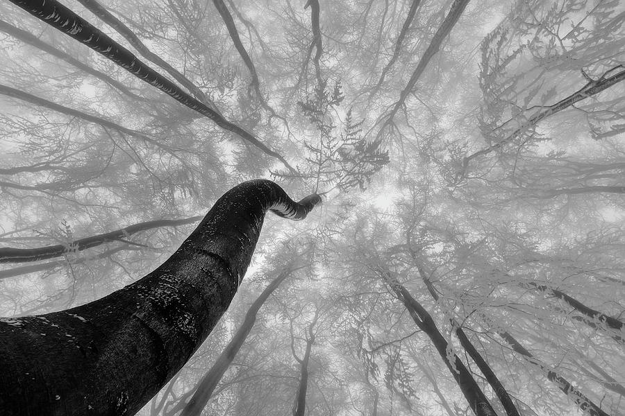 Winter Photograph - Looking Up #2 by Tom Pavlasek