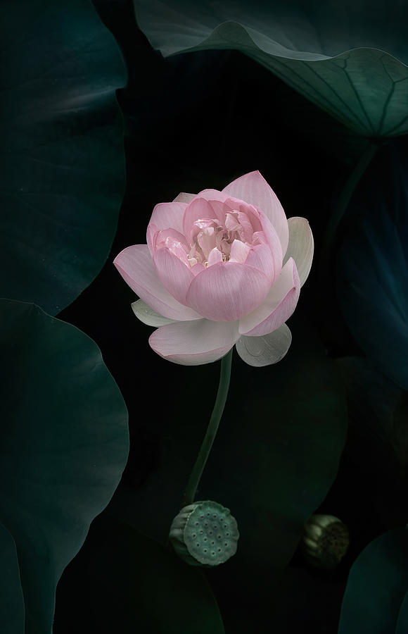 Summer Photograph - Lotus Flower #2 by Catherine W.