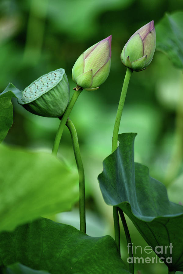 Lotus Flower #2 Photograph by Peter Dang
