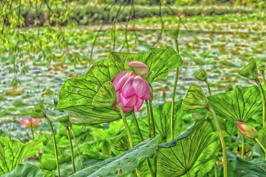 Lotus green area pond #2 Photograph by Vivida Photo PC