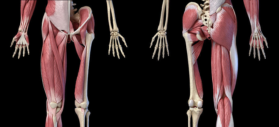 Low Section Views Of Human Limbs, Hip Photograph by Pixelchaos | Fine ...