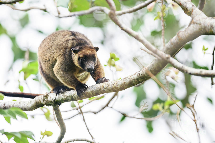 Lumholtz's Tree-kangaroo #2 by Dr P. Marazzi/science Photo Library