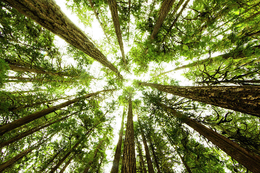 Lush Green Rain Forest Photograph by Jordan Siemens
