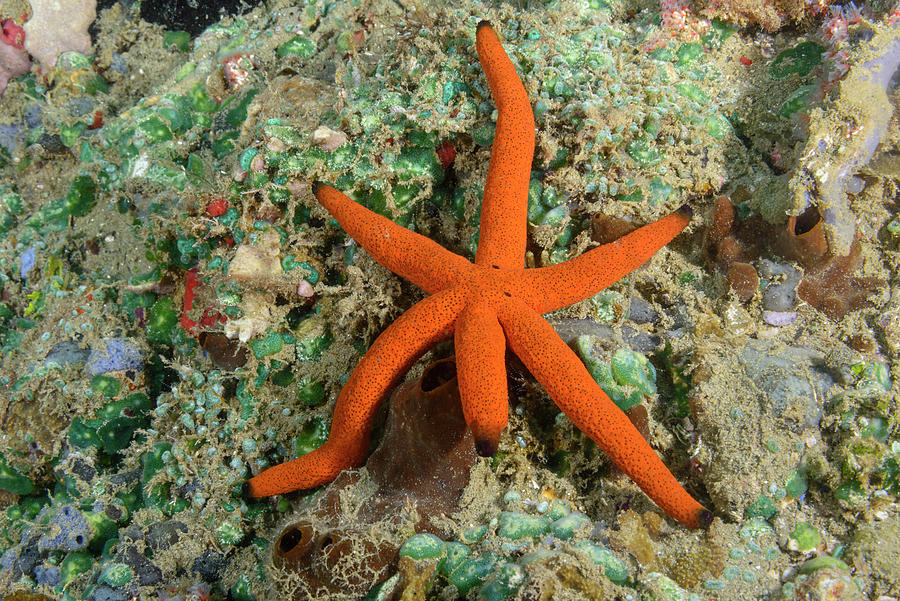 Luzon Sea Star #2 Photograph by Andrew Martinez