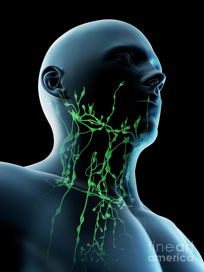 Lymphatic System Of Neck Photograph by Sebastian Kaulitzki/science ...