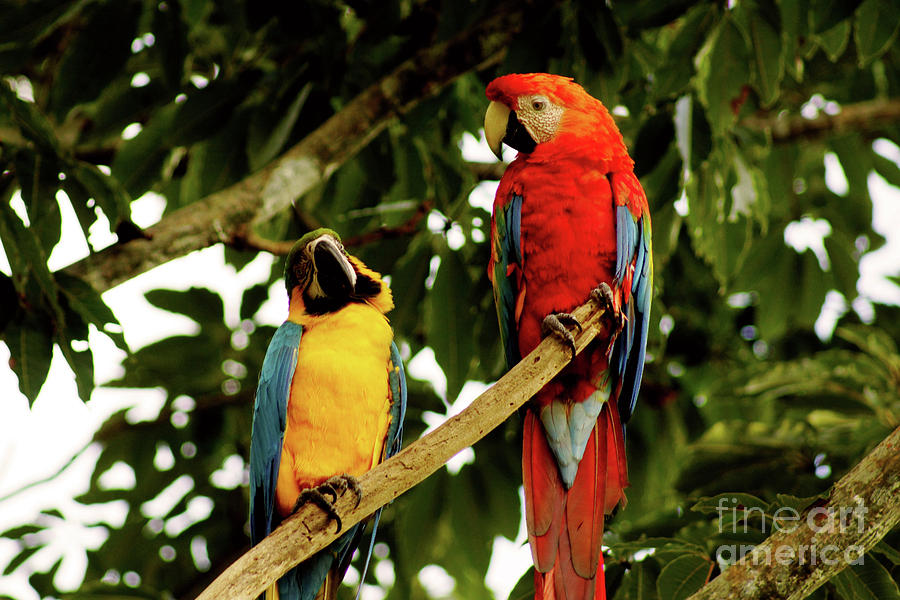 Macaws #2 Photograph by Cassandra Buckley
