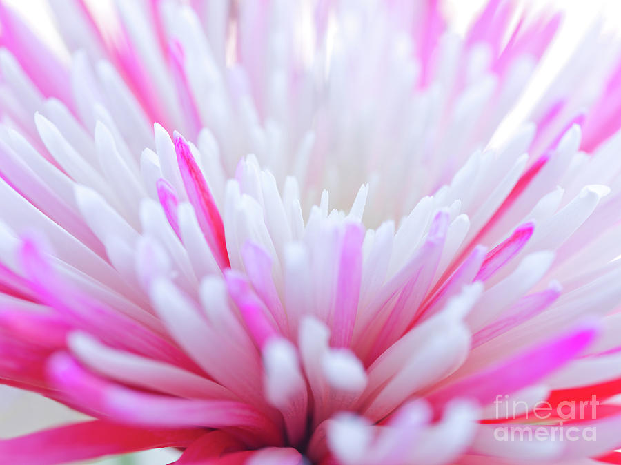 Macro photo of a beautiful flower. Chrysanthemum. #2 Photograph by Laurent Lucuix