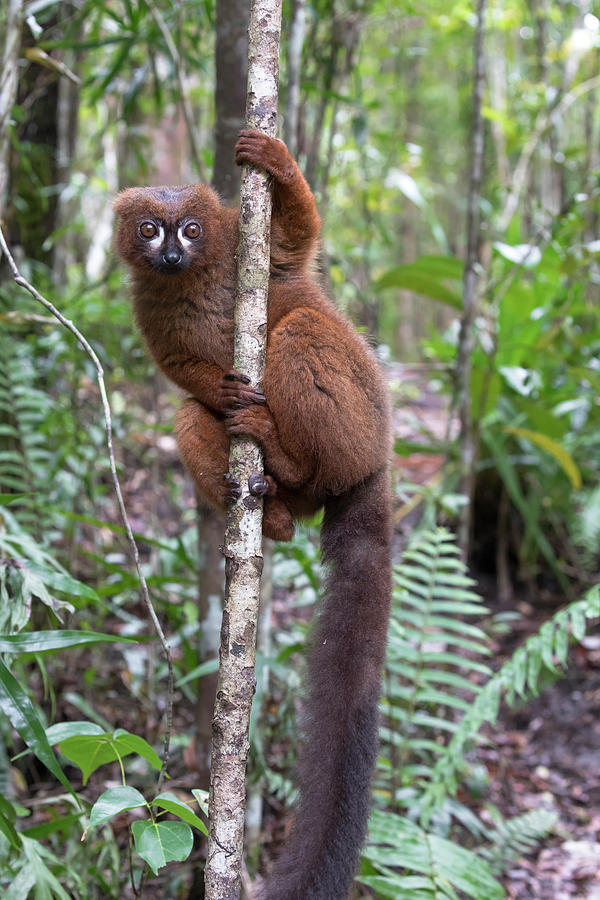 Wildlife Photograph - Madagascar, Akaninny Nofy Reserve #2 by Ellen Goff
