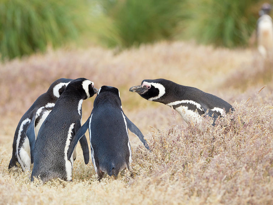 Affection Photograph - Magellanic Penguin Social Interaction #2 by Martin Zwick