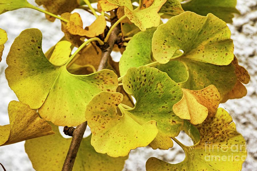 Maidenhair Tree (ginkgo Biloba) #2 Photograph by Brian Gadsby/science Photo Library