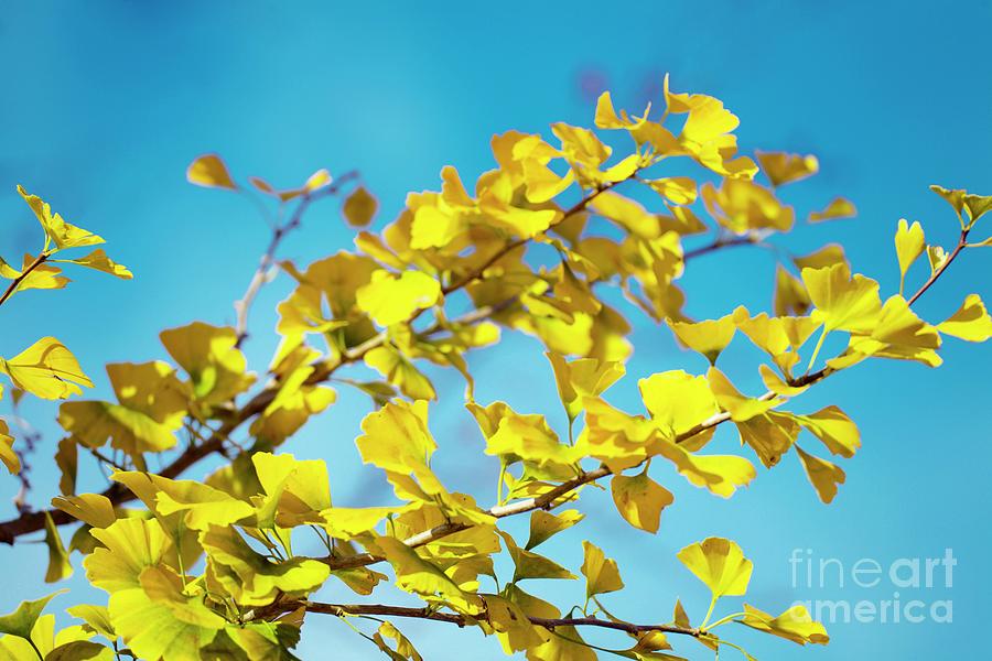Maidenhair Tree Leaves (ginkgo Biloba) #2 Photograph by Science Photo Library Maidenhair Tree Leaves (ginkgo Biloba) #2 Photograph by Science Photo Library