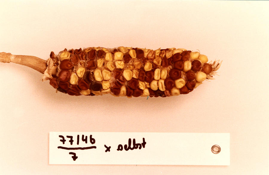Maize Genetics Research By Barbara #2 Photograph by Science Source
