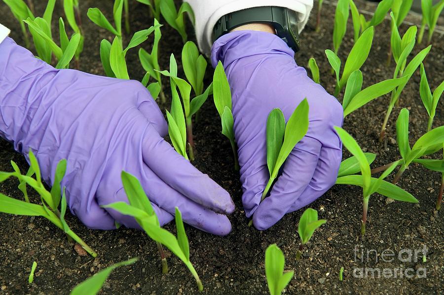 Maize Research #2 Photograph by Philippe Psaila/science Photo Library