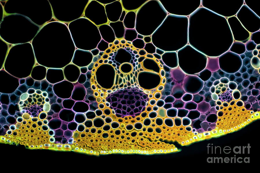 Maize (zea Mays) Leaf Photograph by Karl Gaff / Science Photo Library