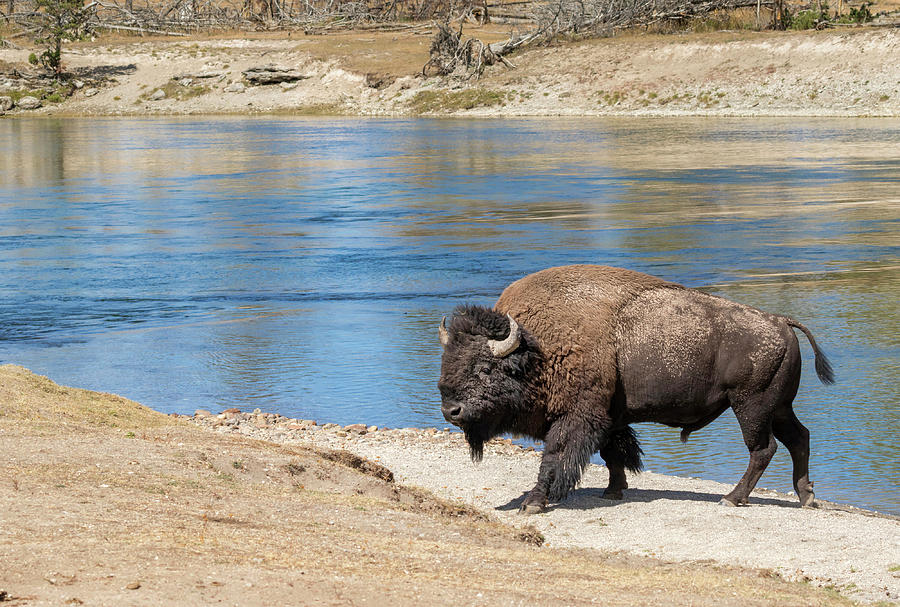 Male American Bison #2 Photograph by Ivan Kuzmin - Pixels