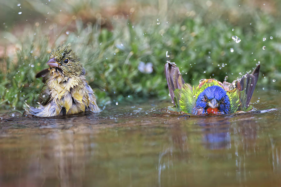 Male And Female Painted Buntings Photograph By Adam Jones Fine Art   2 Male And Female Painted Buntings Adam Jones 