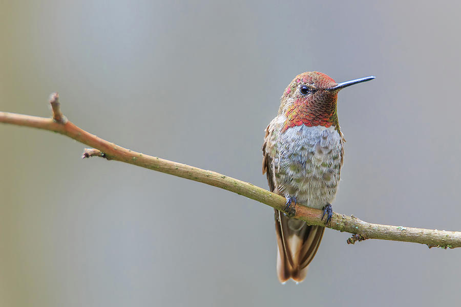 Male Annas Hummingbird #2 Photograph by Briand Sanderson