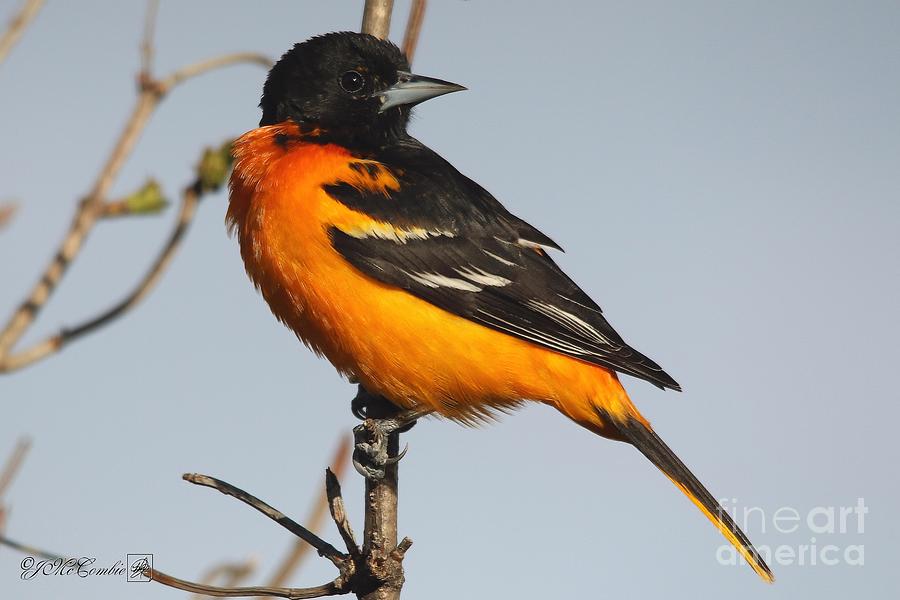 Blackbird Photograph - Male Baltimore Oriole Northern Race in Spring #3 by J McCombie