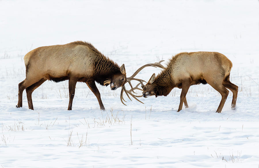 Bull Photograph - Male Elk Cervus Canadensis Fighting #2 by Ivan Kuzmin