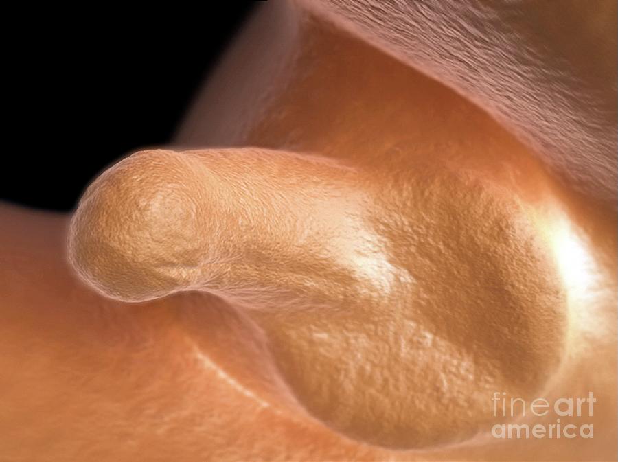 Anatomical Photograph - Male Foetal Development #2 by Thierry Berrod, Mona Lisa Production/science Photo Library