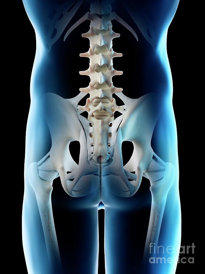 Male Hip Bones Photograph By Sebastian Kaulitzki Science Photo Library