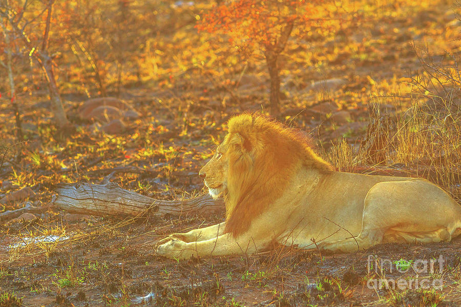Male Lion resting #2 Photograph by Benny Marty