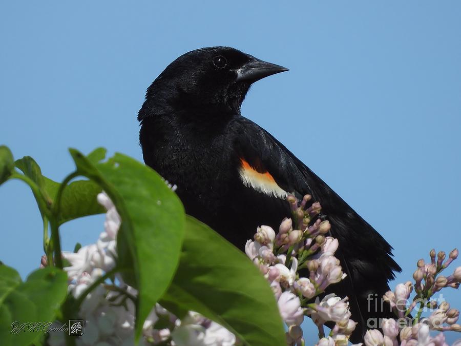 Male Red-Winged Blackbird in Spring #1 Photograph by J McCombie
