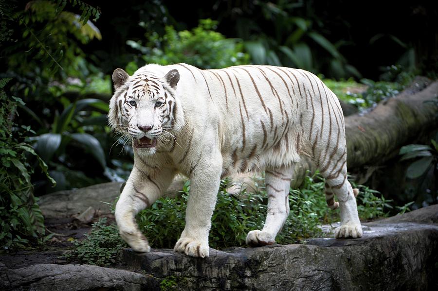 Male White Tiger (panthera Tigris Photograph By Nick Garbutt - Fine Art 