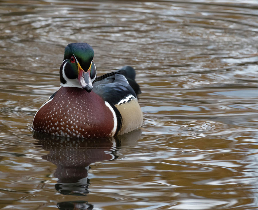 Male wood duck #2 Photograph by Josef Pittner