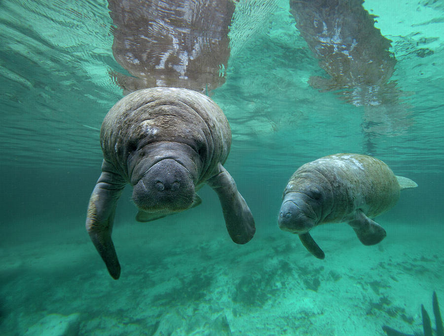 Manatee Mother And Calf, Crystal River, Florida Photograph by Tim Fitzharris