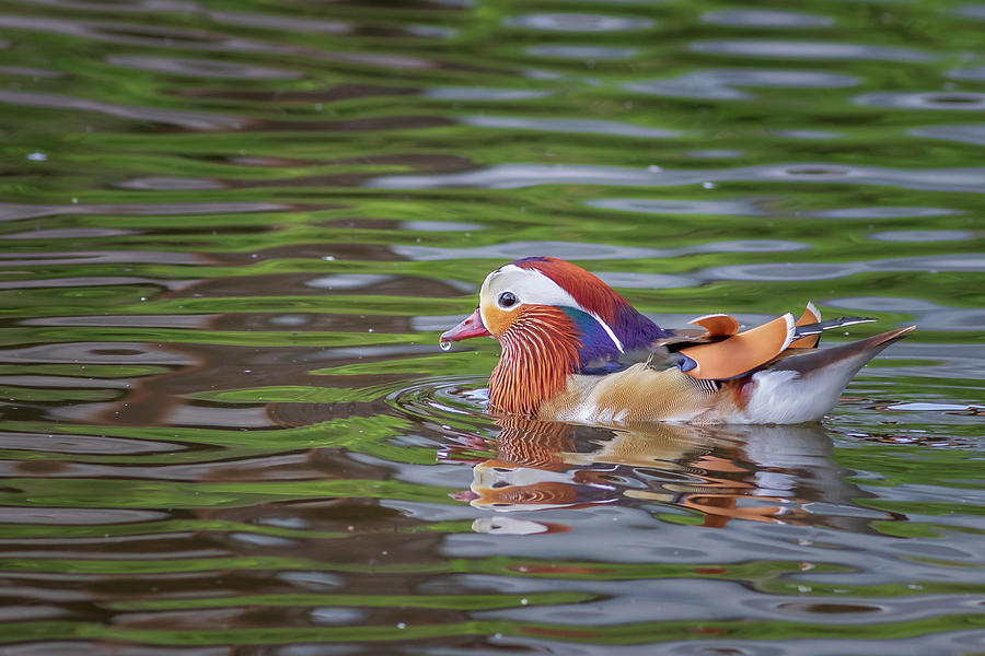 Mandarin duck #2 Photograph by Chris Smith