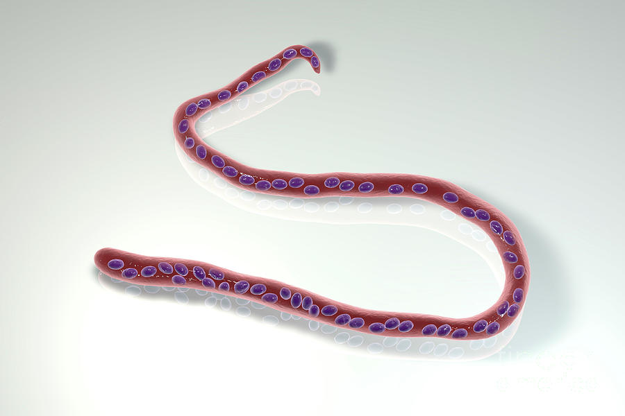 Mansonella Streptocerca Parasitic Worm Photograph by Kateryna Kon ...